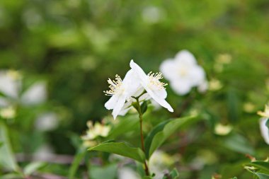 Kore parklarında bahar çiçekleri