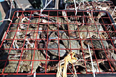 Kore 'nin deniz ürünleri pazarı.