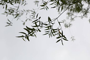 Bunlar Kore tarlalarındaki bitkiler.