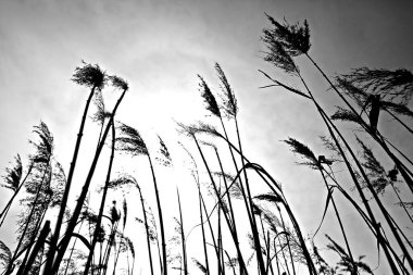 Bunlar Kore tarlalarındaki bitkiler.