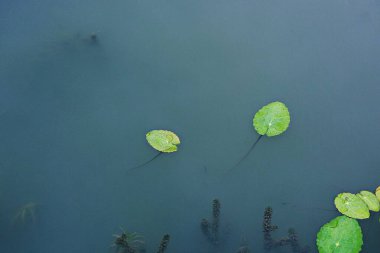 Bunlar Kore tarlalarındaki bitkiler.