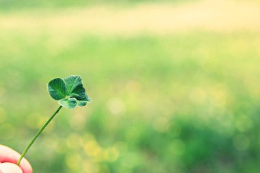 Bunlar Kore tarlalarındaki bitkiler.