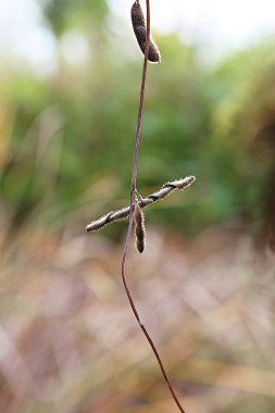 Bunlar Kore tarlalarındaki bitkiler.