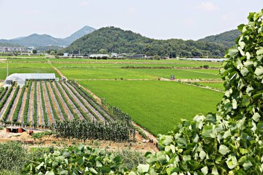 Kore parkının manzarası.