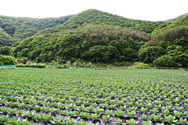 Kore parkının manzarası.