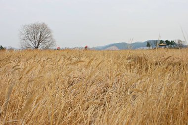 Kore parkının manzarası.