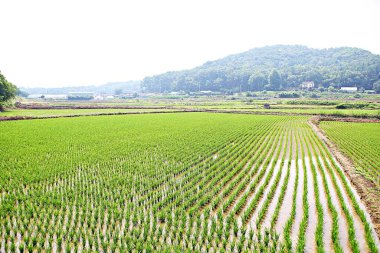 Kore parkının manzarası.