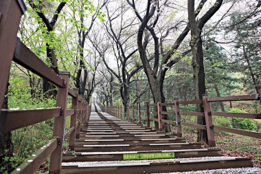 Kore parkının manzarası.