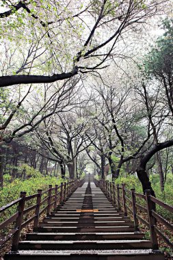 Kore parkının manzarası.