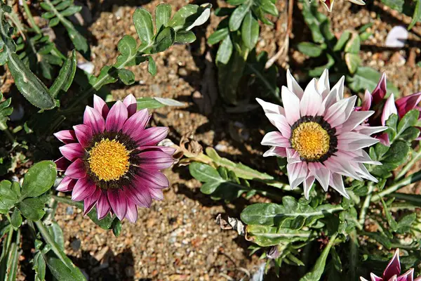 Wiosenne Kwiaty Koreańskich Parkach — Zdjęcie stockowe