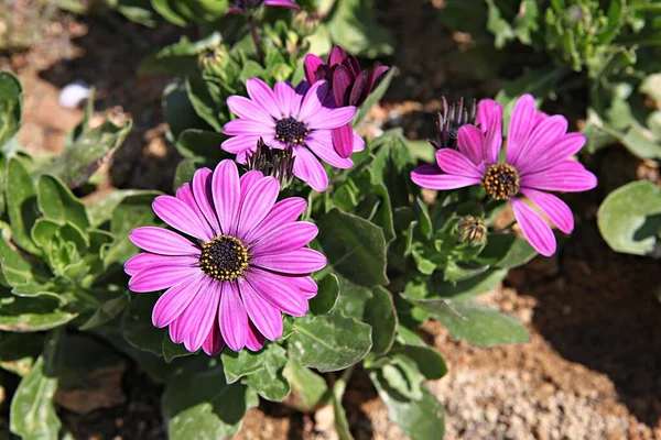 Frühlingsblumen Koreanischen Parks — Stockfoto