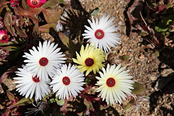 Spring Flowers Korean Parks — Stock Photo, Image