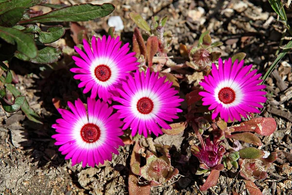 Frühlingsblumen Koreanischen Parks — Stockfoto