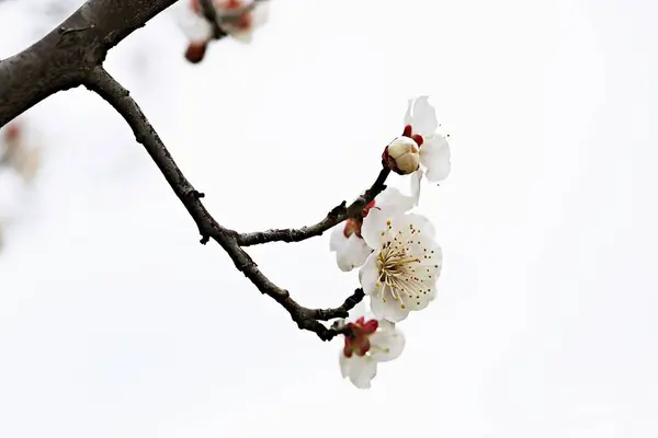 Spring Flowers Korean Parks — Stock Photo, Image