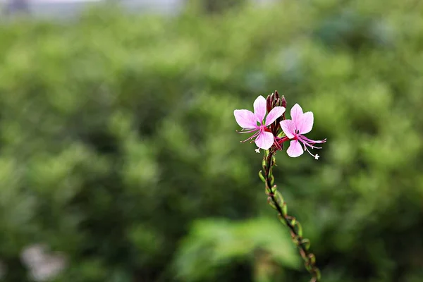 Spring Flowers Korean Parks — Stock Photo, Image
