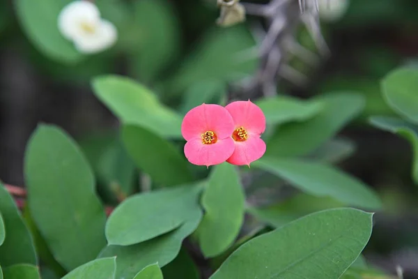 Spring Flowers Korean Parks — Stock Photo, Image