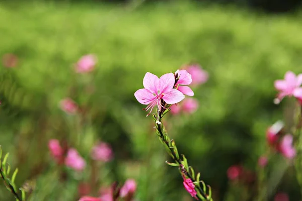 Vårblommor Koreanska Parker — Stockfoto