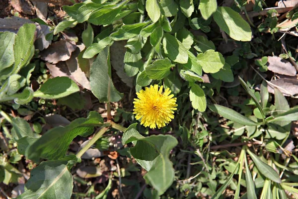 Kore Parklarında Bahar Çiçekleri — Stok fotoğraf