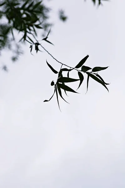 Estes São Vegetação Campos Coreanos — Fotografia de Stock