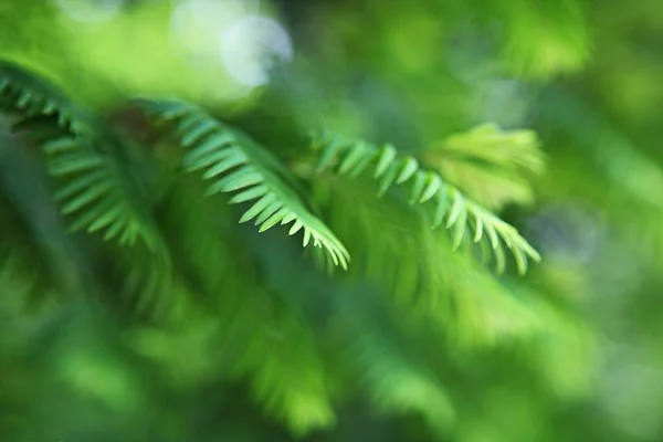 Questi Sono Vegetazione Nei Campi Coreani — Foto Stock