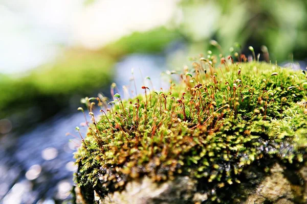 Estes São Vegetação Campos Coreanos — Fotografia de Stock