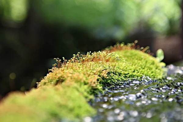 这些是韩国田野里的植被 — 图库照片