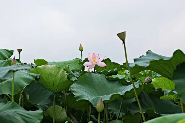 これらは韓国の畑の植生で — ストック写真