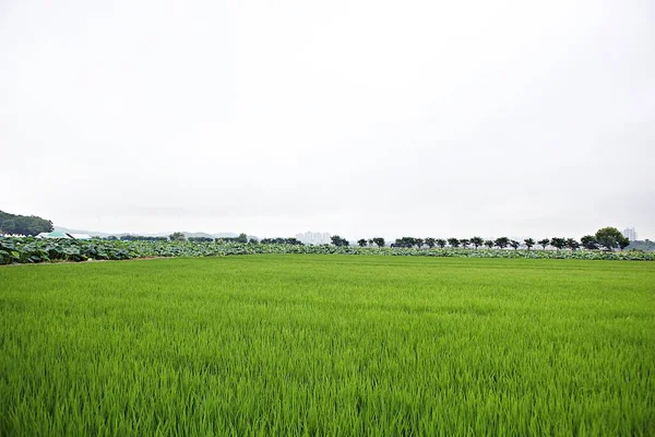 Vegetation Korean Fields — Stock Photo, Image
