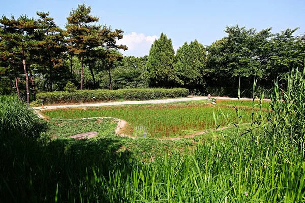 Det Ett Landskap Koreansk Park — Stockfoto