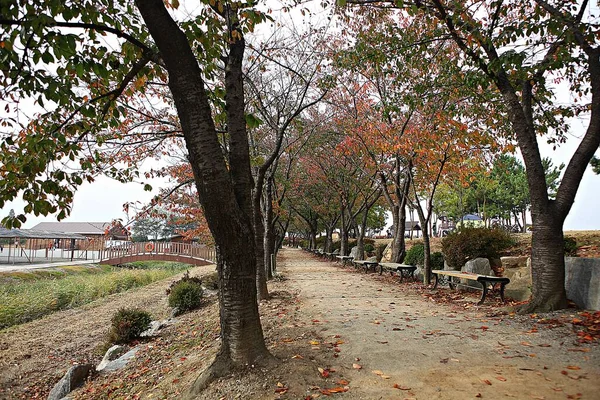 韓国の公園の風景です — ストック写真