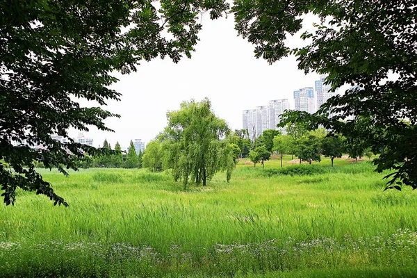 韓国の公園の風景です — ストック写真
