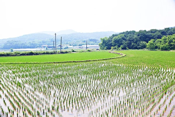 Det Ett Landskap Koreansk Park — Stockfoto