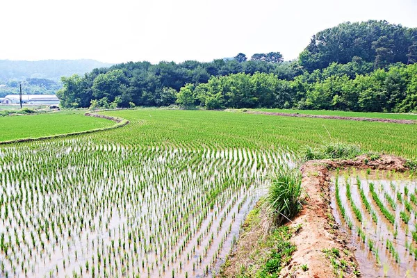 Det Ett Landskap Koreansk Park — Stockfoto