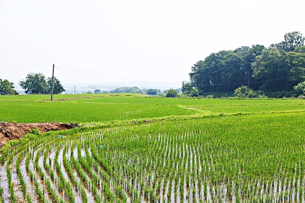 Det Ett Landskap Koreansk Park — Stockfoto