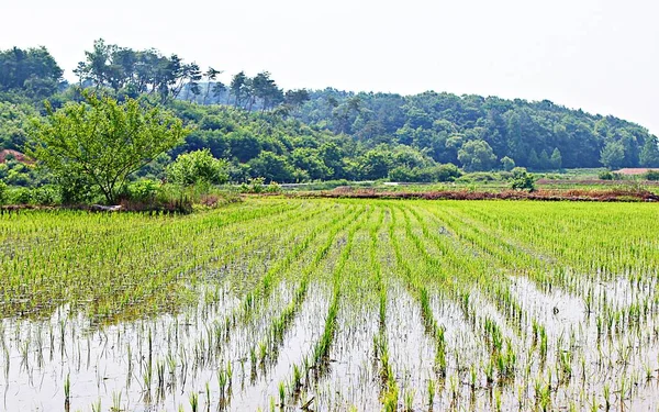 Det Ett Landskap Koreansk Park — Stockfoto