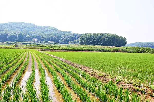 Det Ett Landskap Koreansk Park — Stockfoto