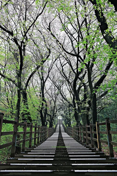 Kore parkının manzarası.