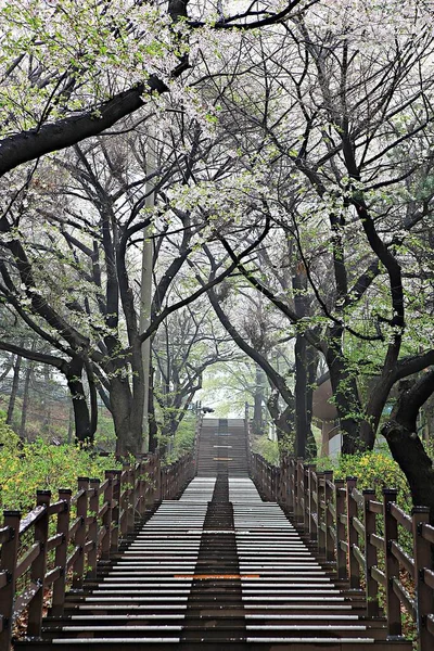 Uma Paisagem Parque Coreano — Fotografia de Stock