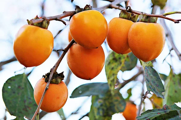 Persimmon Tree Korea Ahead Autumn Hervest — Stock Photo, Image