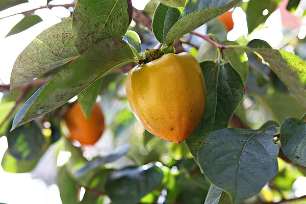 Árbol Caqui Corea Por Delante Manada Otoño —  Fotos de Stock