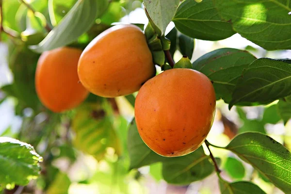 Persimmon Tree Korea Ahead Autumn Hervest — Stock Photo, Image