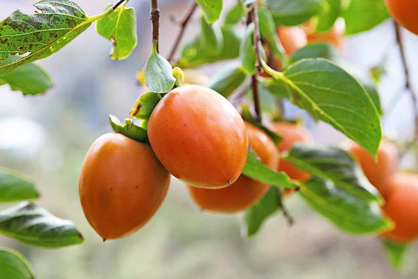 Árbol Caqui Corea Por Delante Manada Otoño —  Fotos de Stock