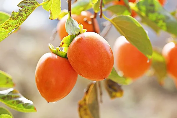 Persimmon Korean Frult Market — Stock Photo, Image