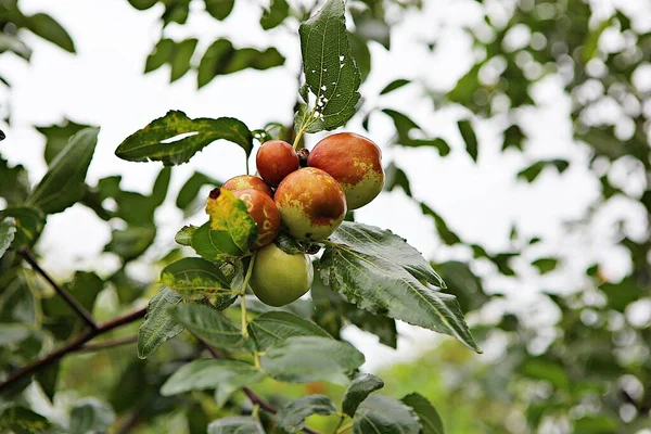 Jujube Korean Fruit Market — Stock Photo, Image