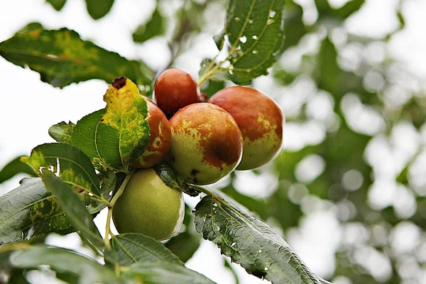 Jujube Korean Fruit Market — Stock Photo, Image