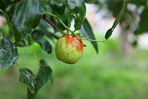 Jujube Korean Fruit Market — Stock Photo, Image