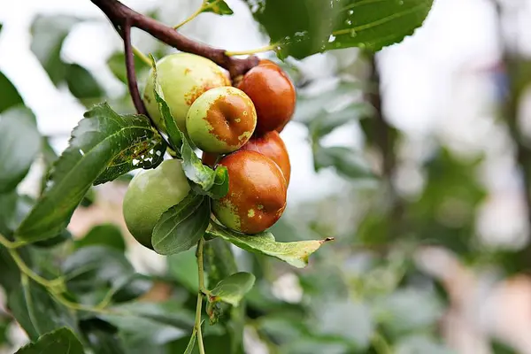 Jujube Korean Fruit Market — Stock Photo, Image