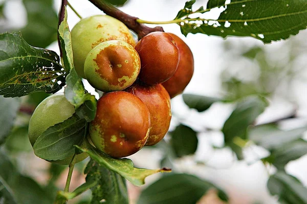 Jujube Del Mercado Coreano Frutas —  Fotos de Stock