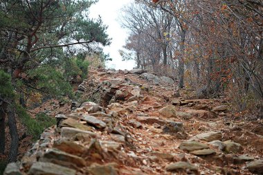 Kore 'yi düşmanlardan korumak için şok asit gibidir.