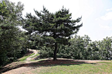 Kore 'yi düşmanlardan korumak için şok asit gibidir.